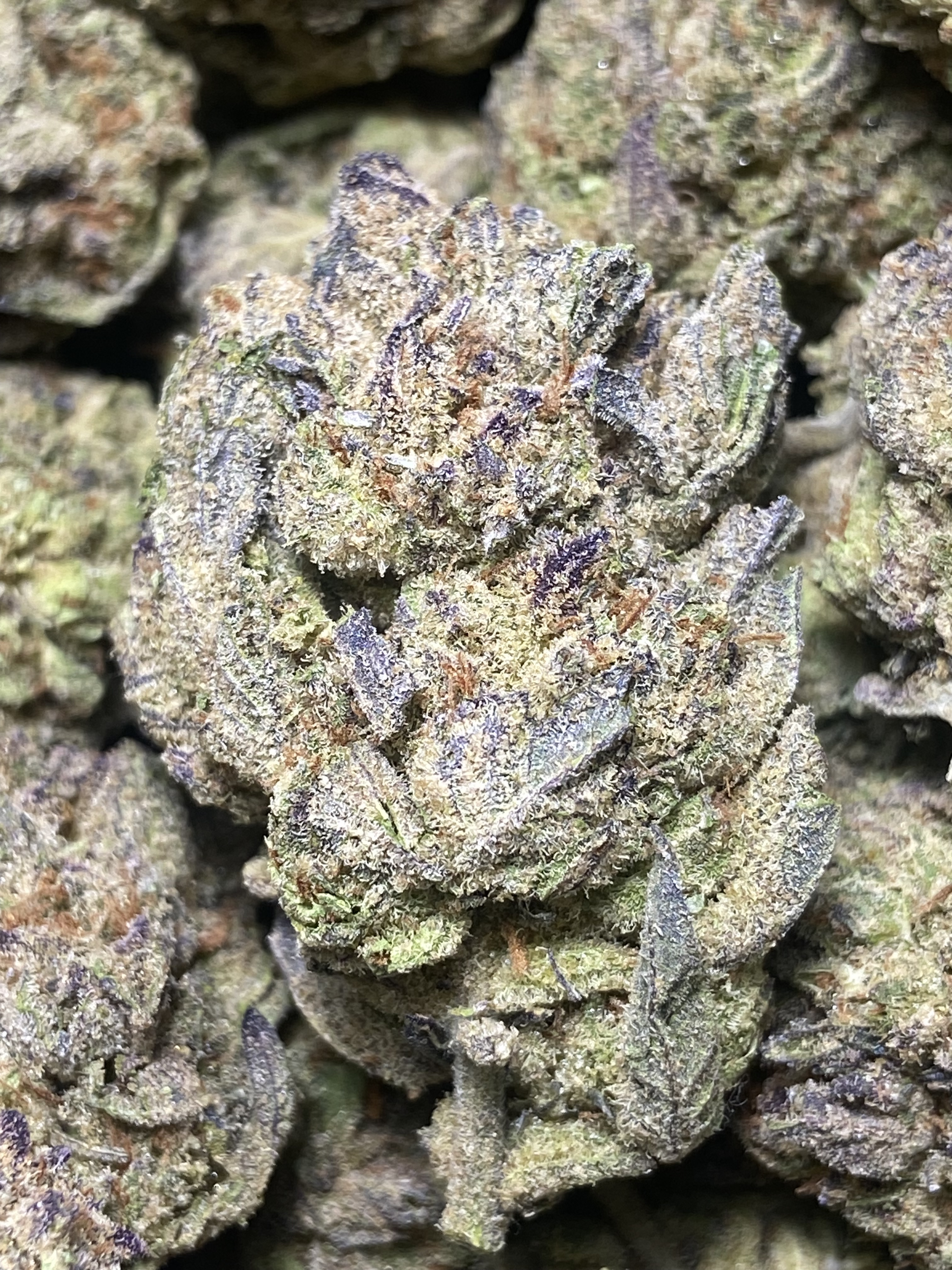 Holy Gelato (HG16)