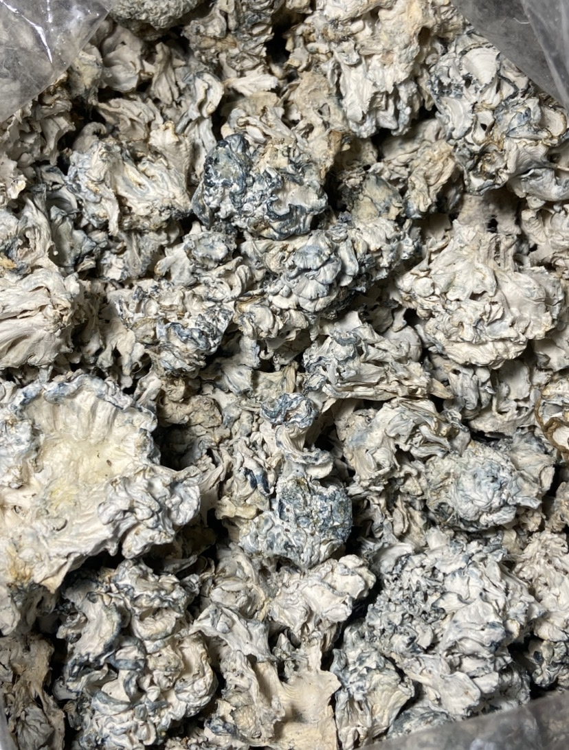 Enigma Shrooms (ON07) *Price Drop*